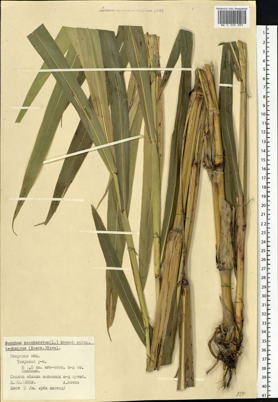 Sorghum bicolor (L.) Moench, Eastern Europe, North-Western region (E2) (Russia)