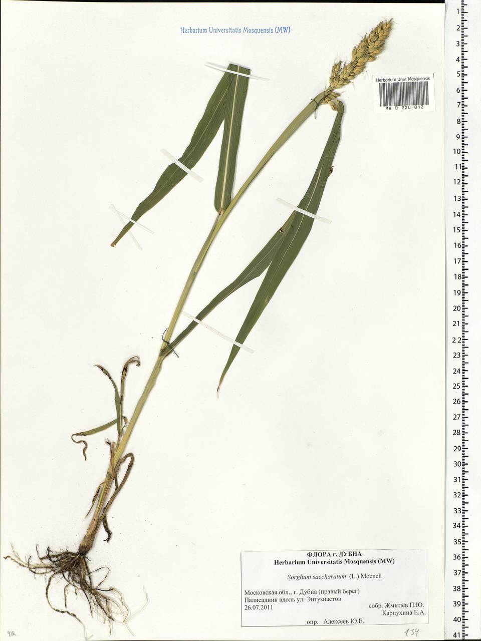 Sorghum bicolor (L.) Moench, Eastern Europe, Moscow region (E4a) (Russia)