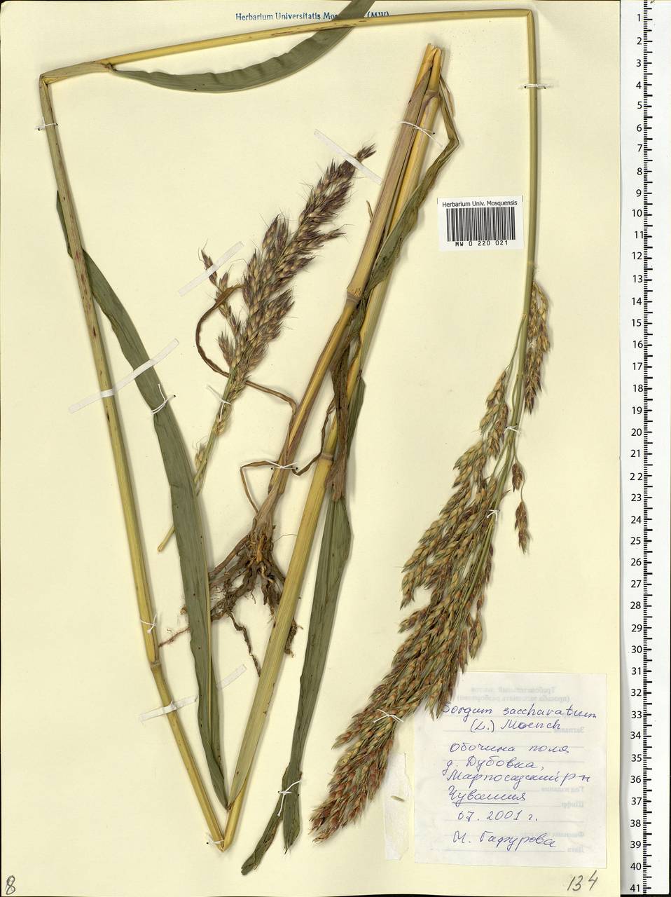 Sorghum bicolor (L.) Moench, Eastern Europe, Middle Volga region (E8) (Russia)