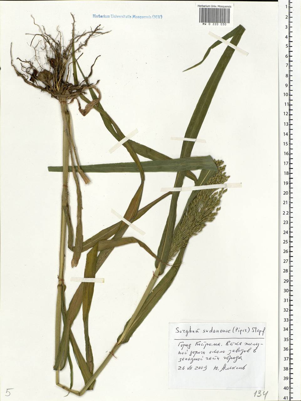 Sorghum drummondii (Nees ex Steud.) Millsp. & Chase, Eastern Europe, Central forest region (E5) (Russia)