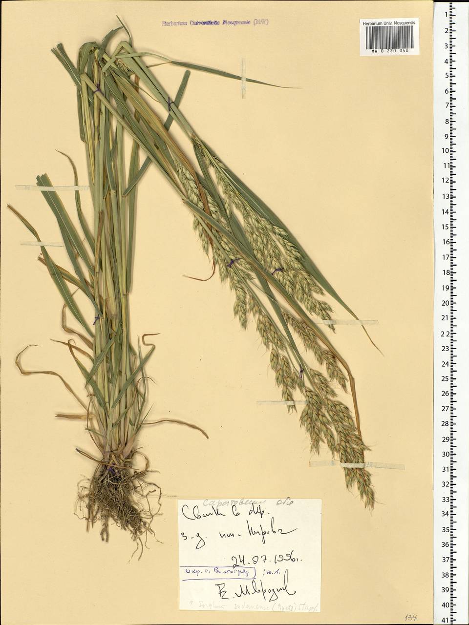 Sorghum bicolor notho subsp. drummondii (Nees ex Steud.) de Wet ex Davidse, Eastern Europe, Lower Volga region (E9) (Russia)