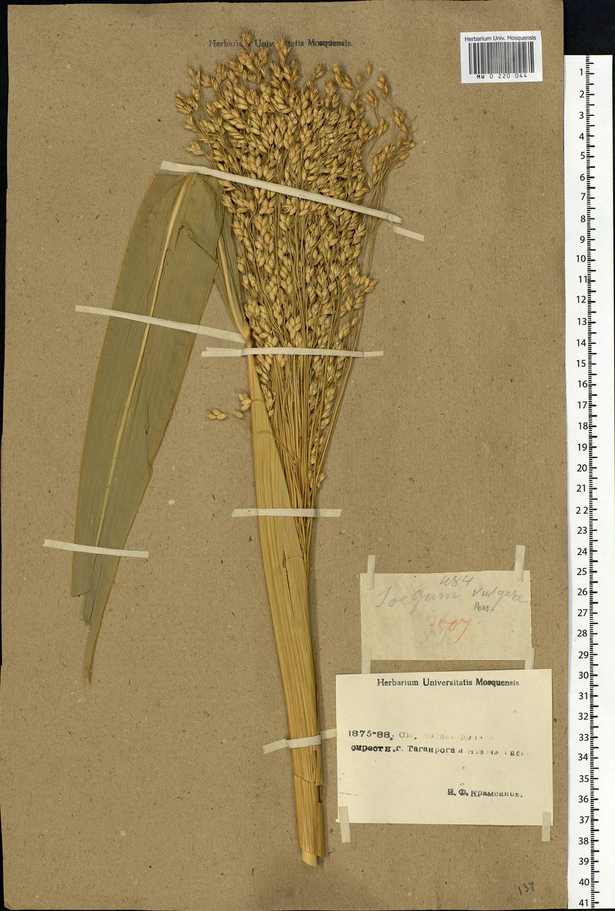 Sorghum drummondii (Nees ex Steud.) Millsp. & Chase, Eastern Europe, Rostov Oblast (E12a) (Russia)