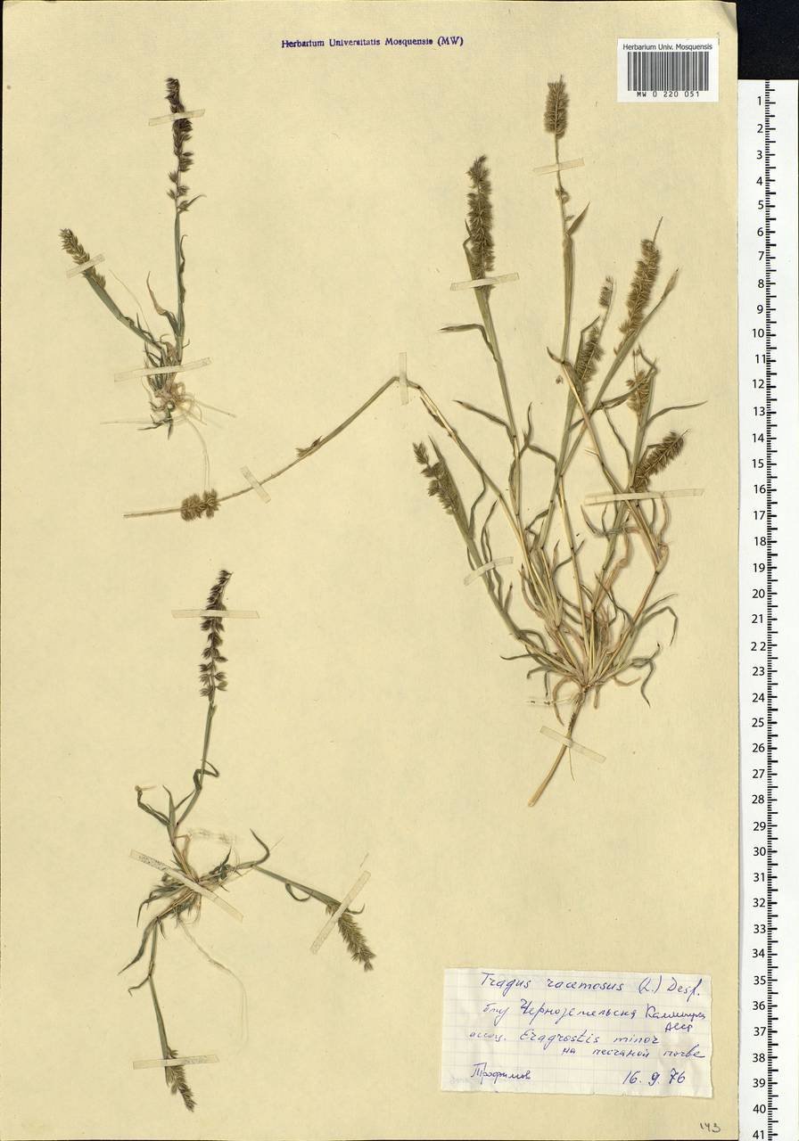 Tragus racemosus (L.) All., Eastern Europe, Lower Volga region (E9) (Russia)