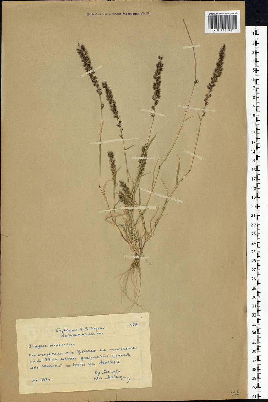 Tragus racemosus (L.) All., Eastern Europe, Lower Volga region (E9) (Russia)