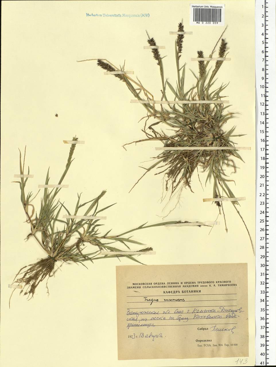 Tragus racemosus (L.) All., Eastern Europe, South Ukrainian region (E12) (Ukraine)
