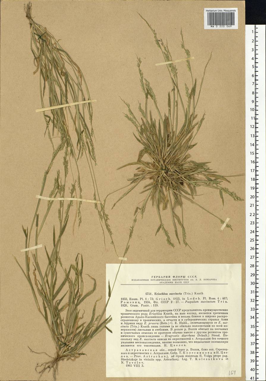 Eriochloa succincta (Trin.) Kunth, Eastern Europe, Lower Volga region (E9) (Russia)