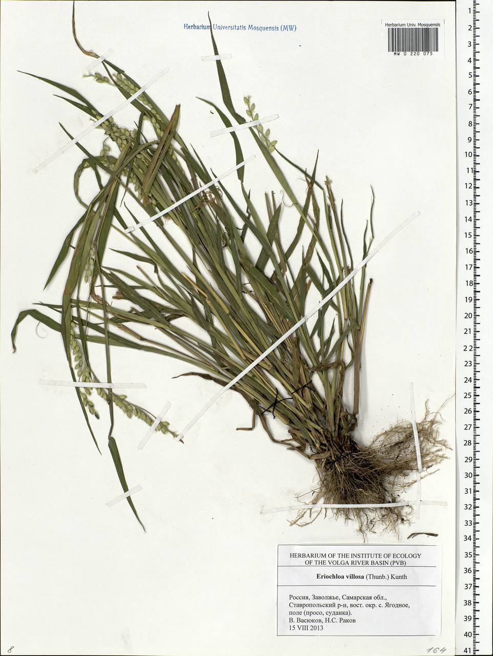 Eriochloa villosa (Thunb.) Kunth, Eastern Europe, Middle Volga region (E8) (Russia)