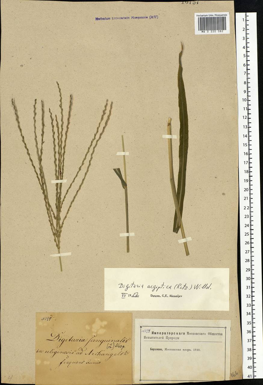 Digitaria sanguinalis (L.) Scop., Eastern Europe, Moscow region (E4a) (Russia)