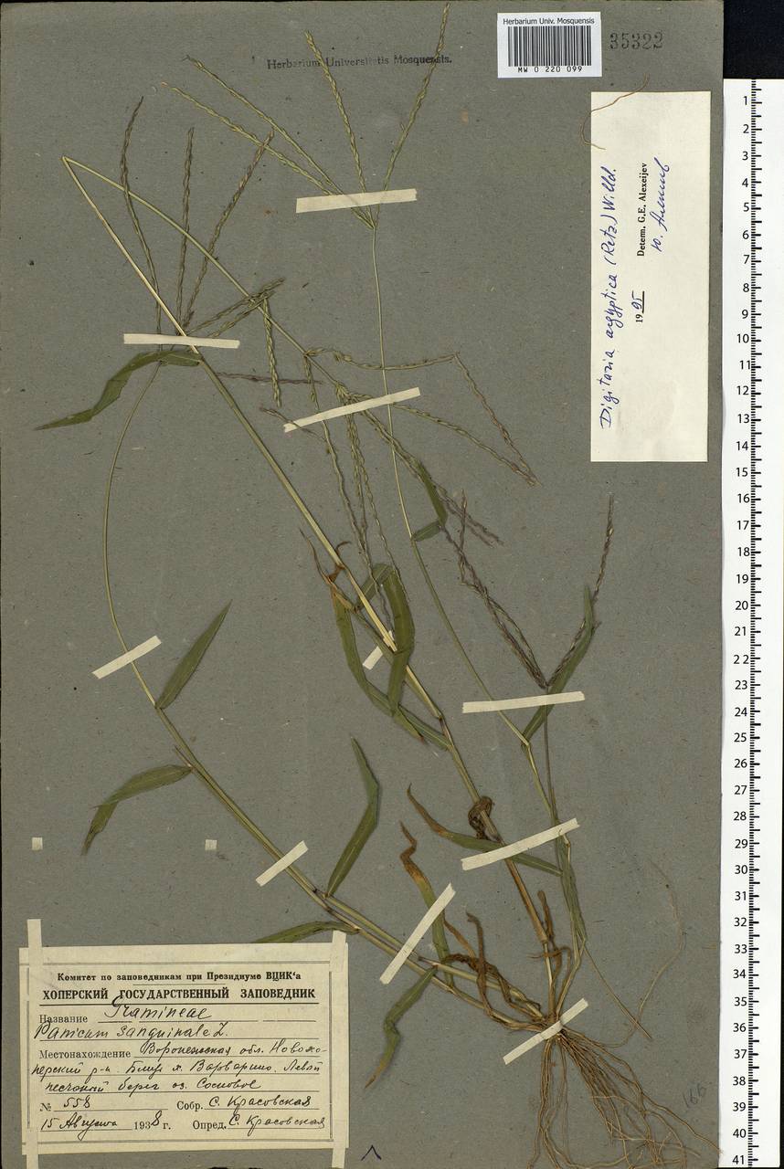 Digitaria sanguinalis (L.) Scop., Eastern Europe, Central forest-and-steppe region (E6) (Russia)