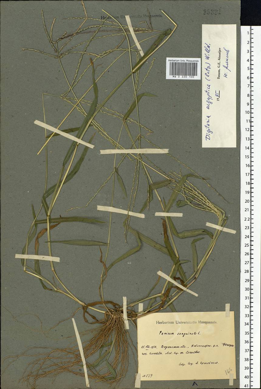 Digitaria sanguinalis (L.) Scop., Eastern Europe, Central forest-and-steppe region (E6) (Russia)