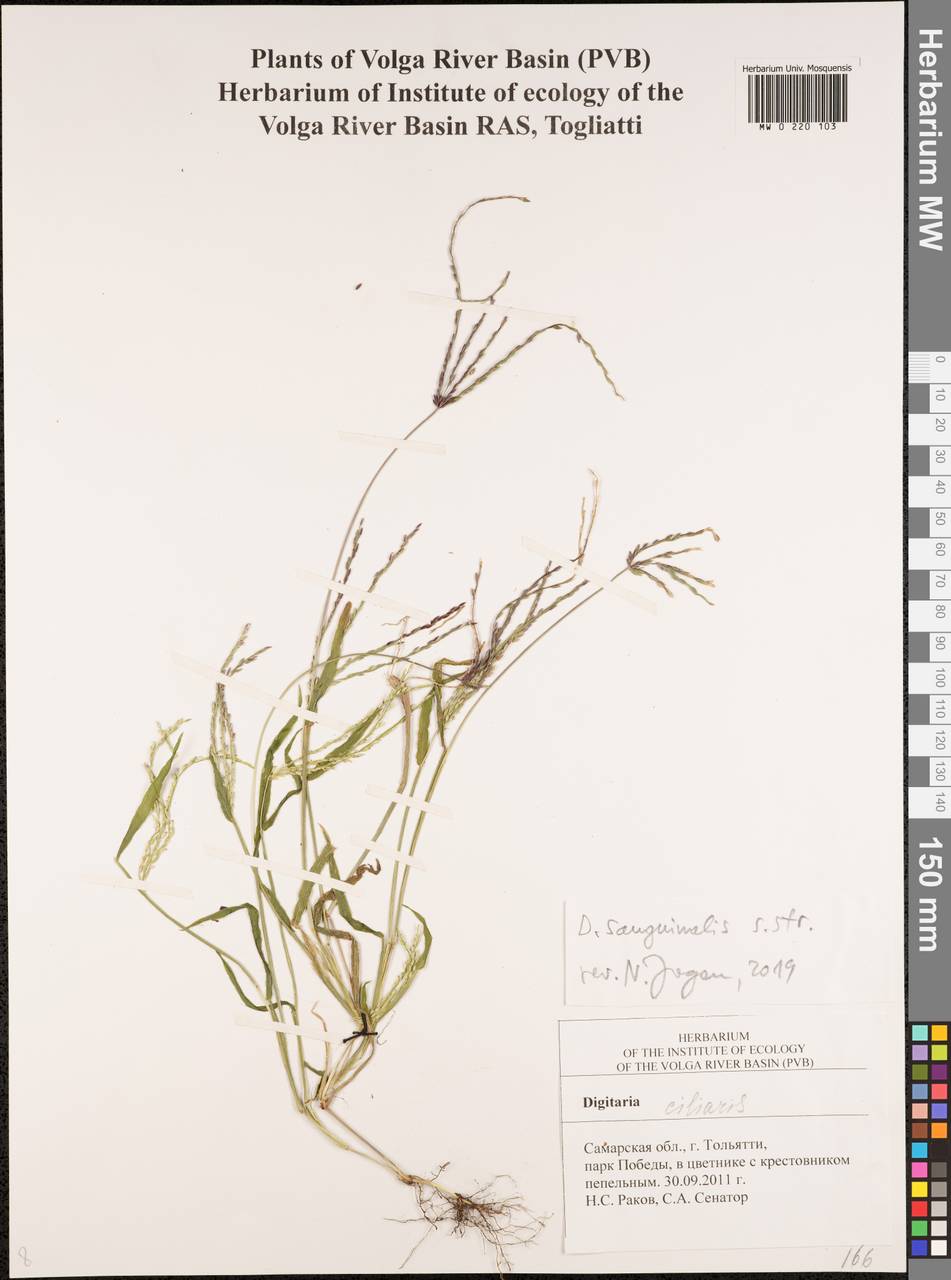 Digitaria sanguinalis (L.) Scop., Eastern Europe, Middle Volga region (E8) (Russia)