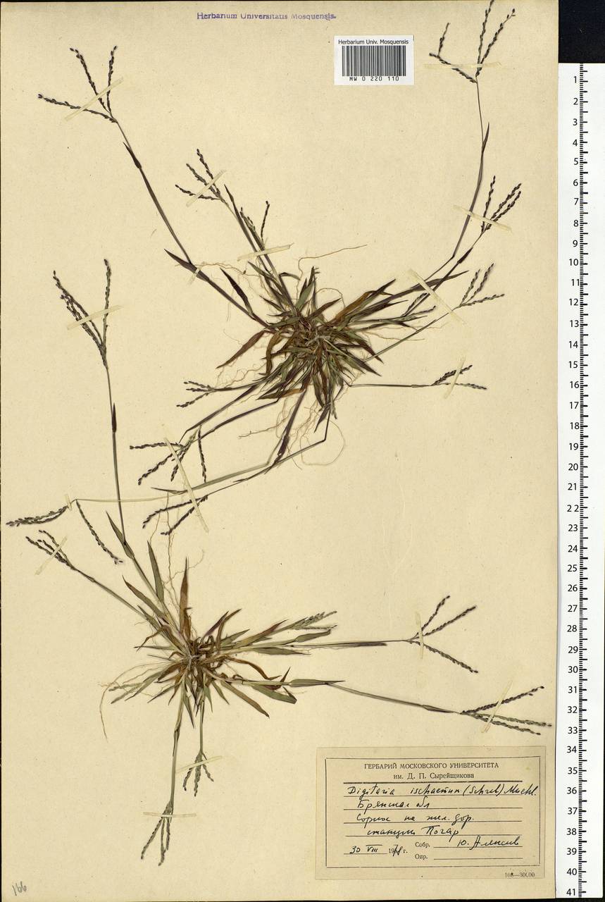 Digitaria ischaemum (Schreb.) Muhl., Eastern Europe, Western region (E3) (Russia)