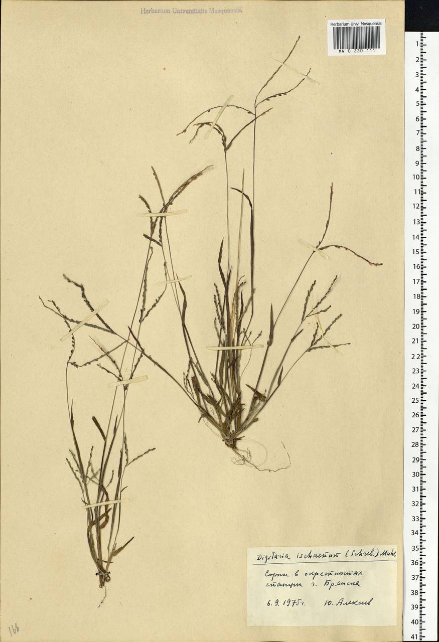 Digitaria ischaemum (Schreb.) Muhl., Eastern Europe, Western region (E3) (Russia)