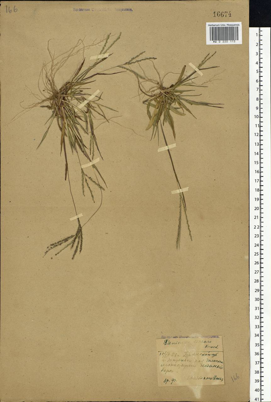 Digitaria ischaemum (Schreb.) Muhl., Eastern Europe, Western region (E3) (Russia)