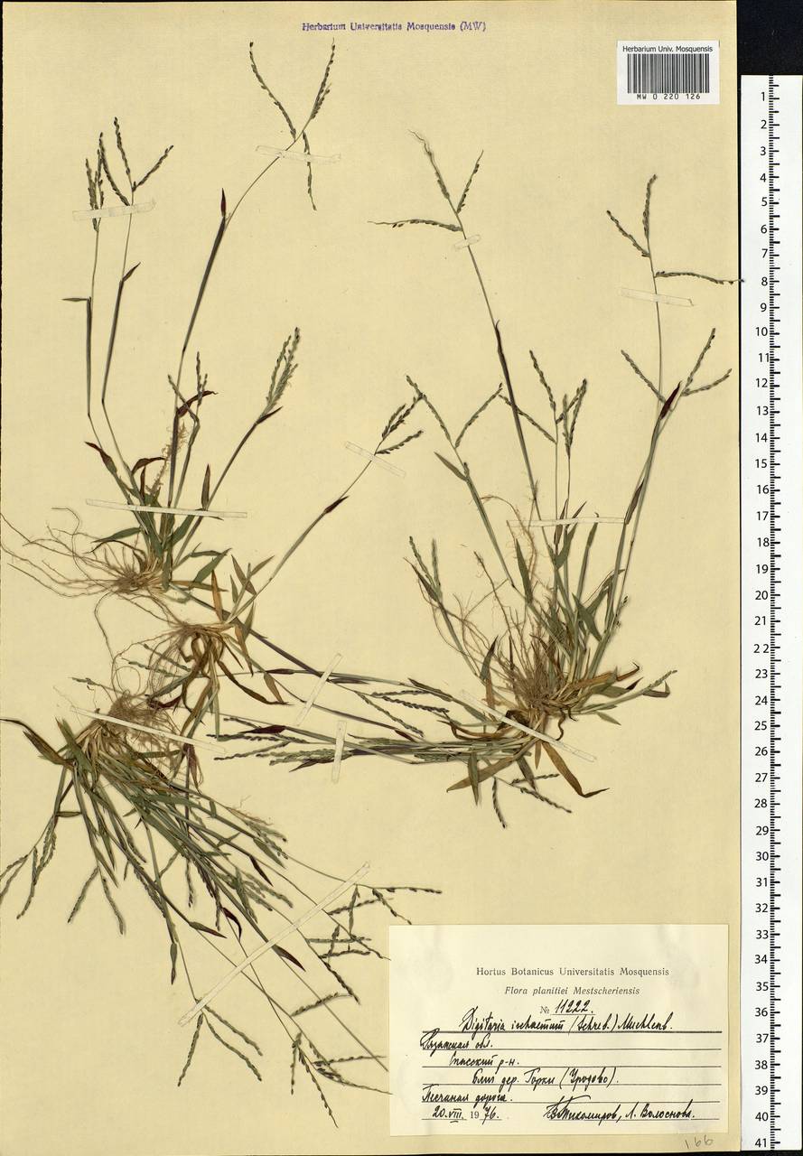 Digitaria ischaemum (Schreb.) Muhl., Eastern Europe, Central region (E4) (Russia)