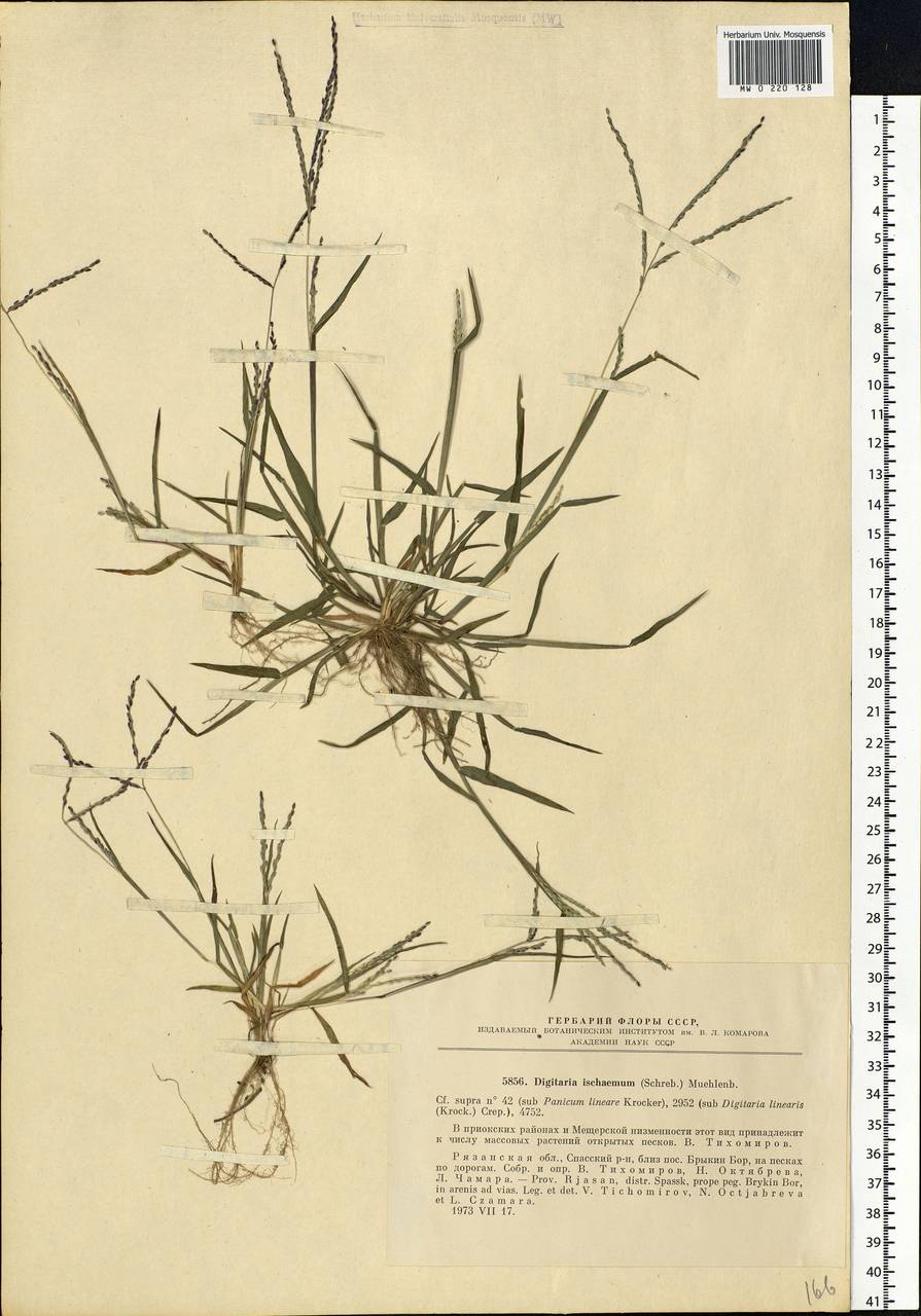 Digitaria ischaemum (Schreb.) Muhl., Eastern Europe, Central region (E4) (Russia)