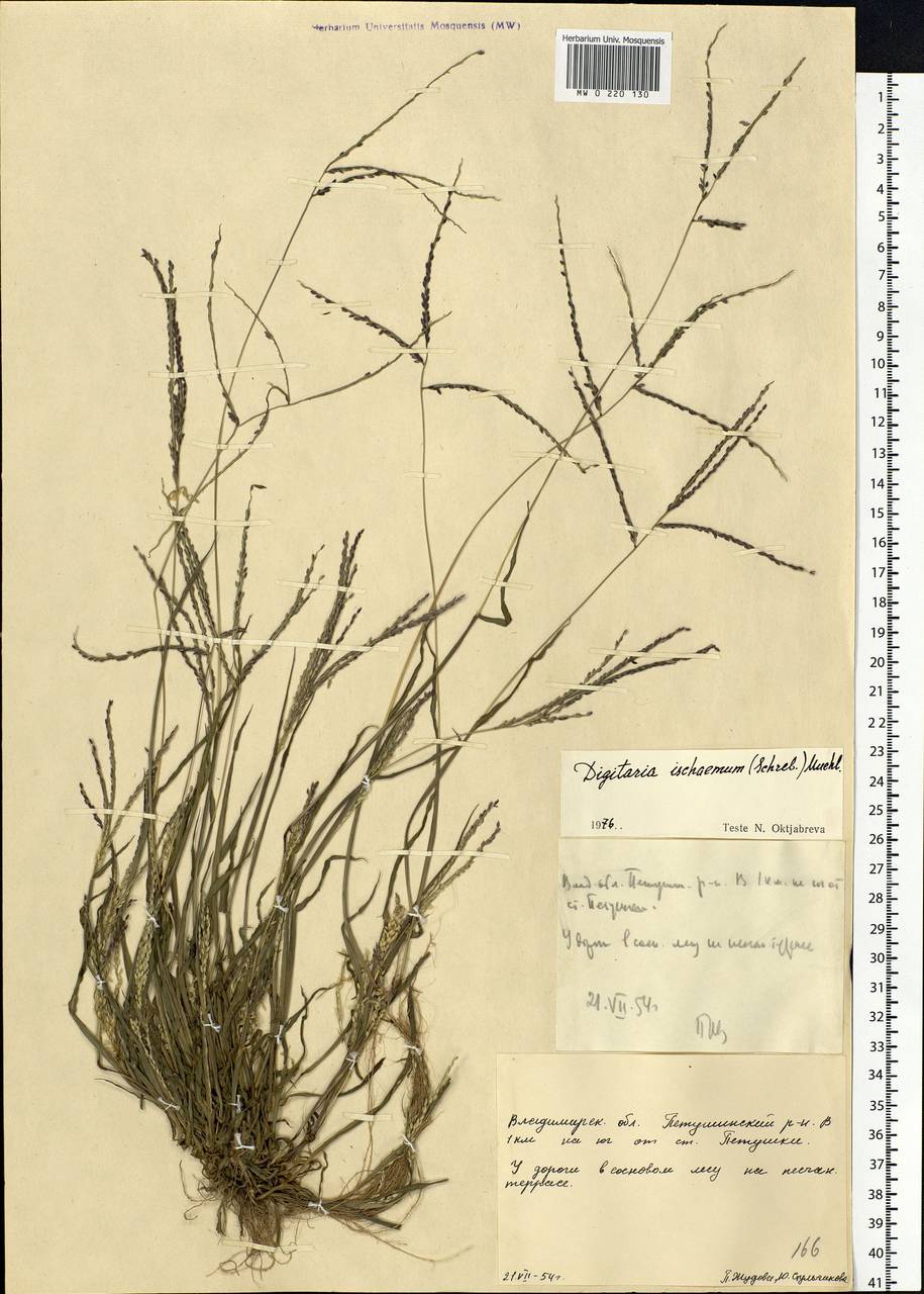 Digitaria ischaemum (Schreb.) Muhl., Eastern Europe, Central region (E4) (Russia)