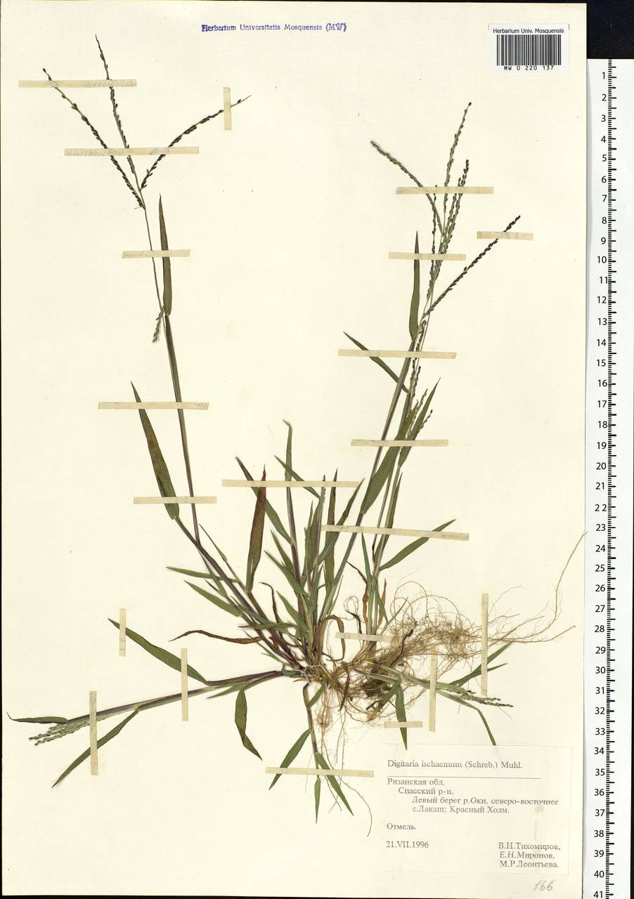 Digitaria ischaemum (Schreb.) Muhl., Eastern Europe, Central region (E4) (Russia)
