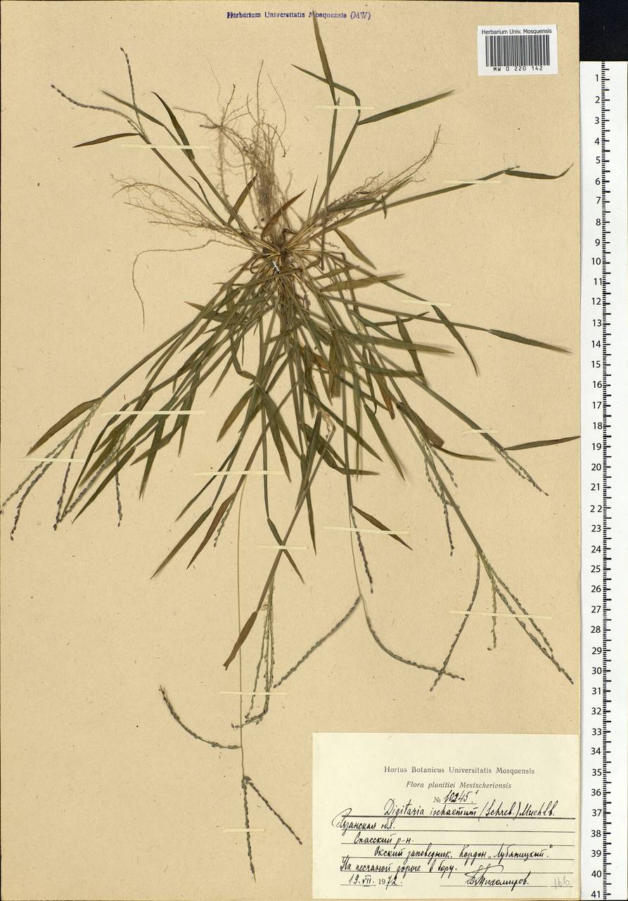 Digitaria ischaemum (Schreb.) Muhl., Eastern Europe, Central region (E4) (Russia)