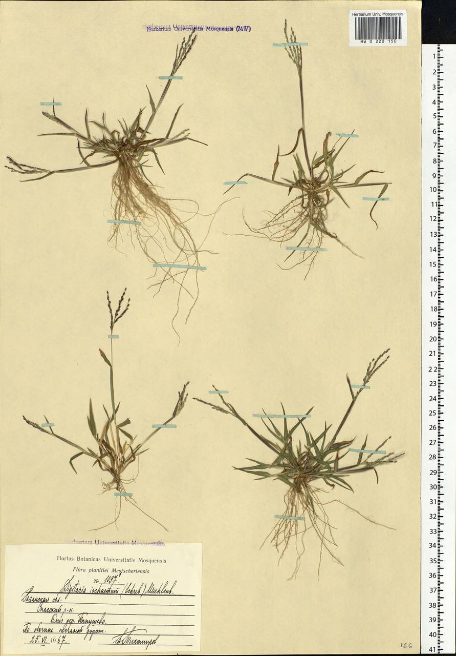 Digitaria ischaemum (Schreb.) Muhl., Eastern Europe, Central region (E4) (Russia)