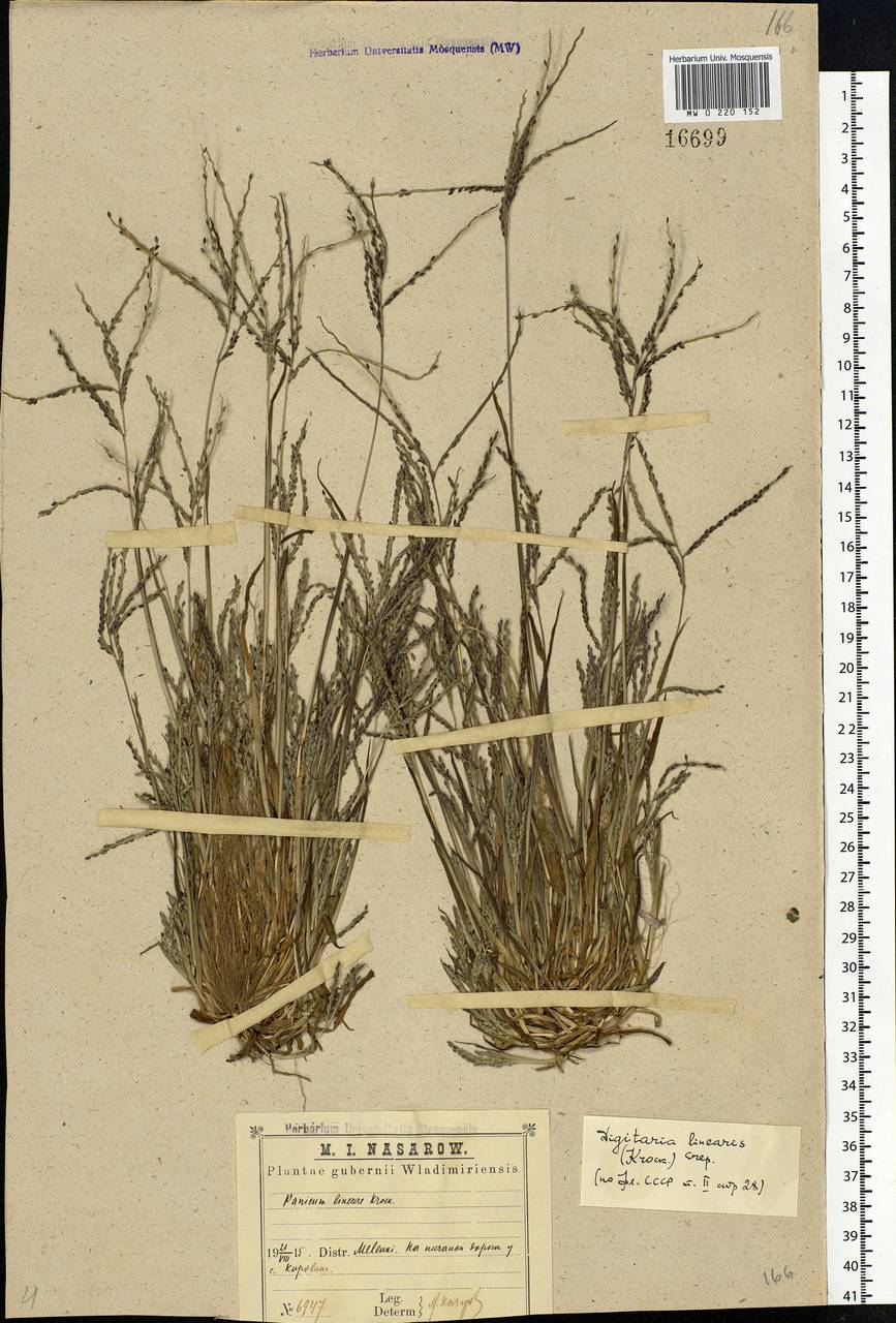 Digitaria ischaemum (Schreb.) Muhl., Eastern Europe, Central region (E4) (Russia)