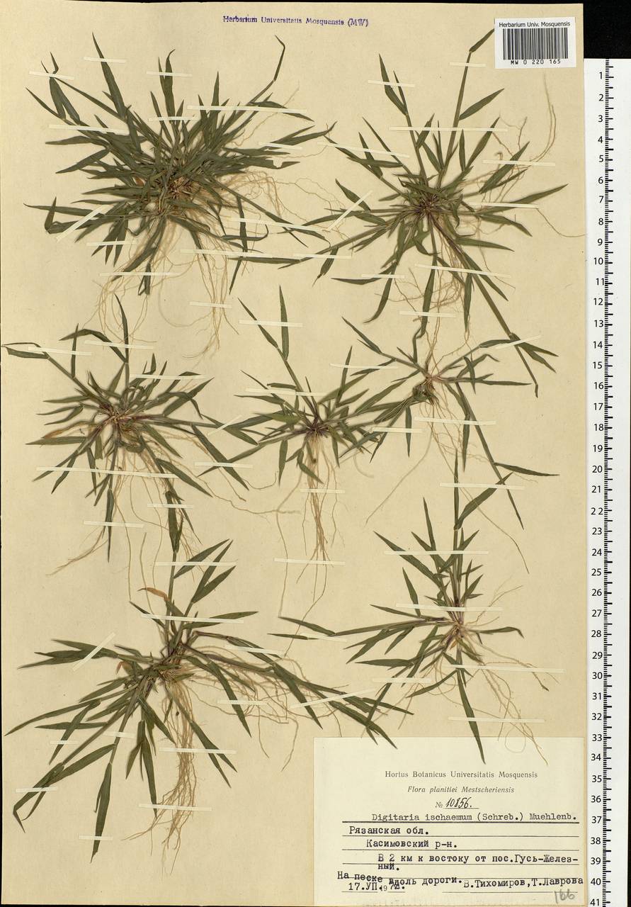 Digitaria ischaemum (Schreb.) Muhl., Eastern Europe, Central region (E4) (Russia)