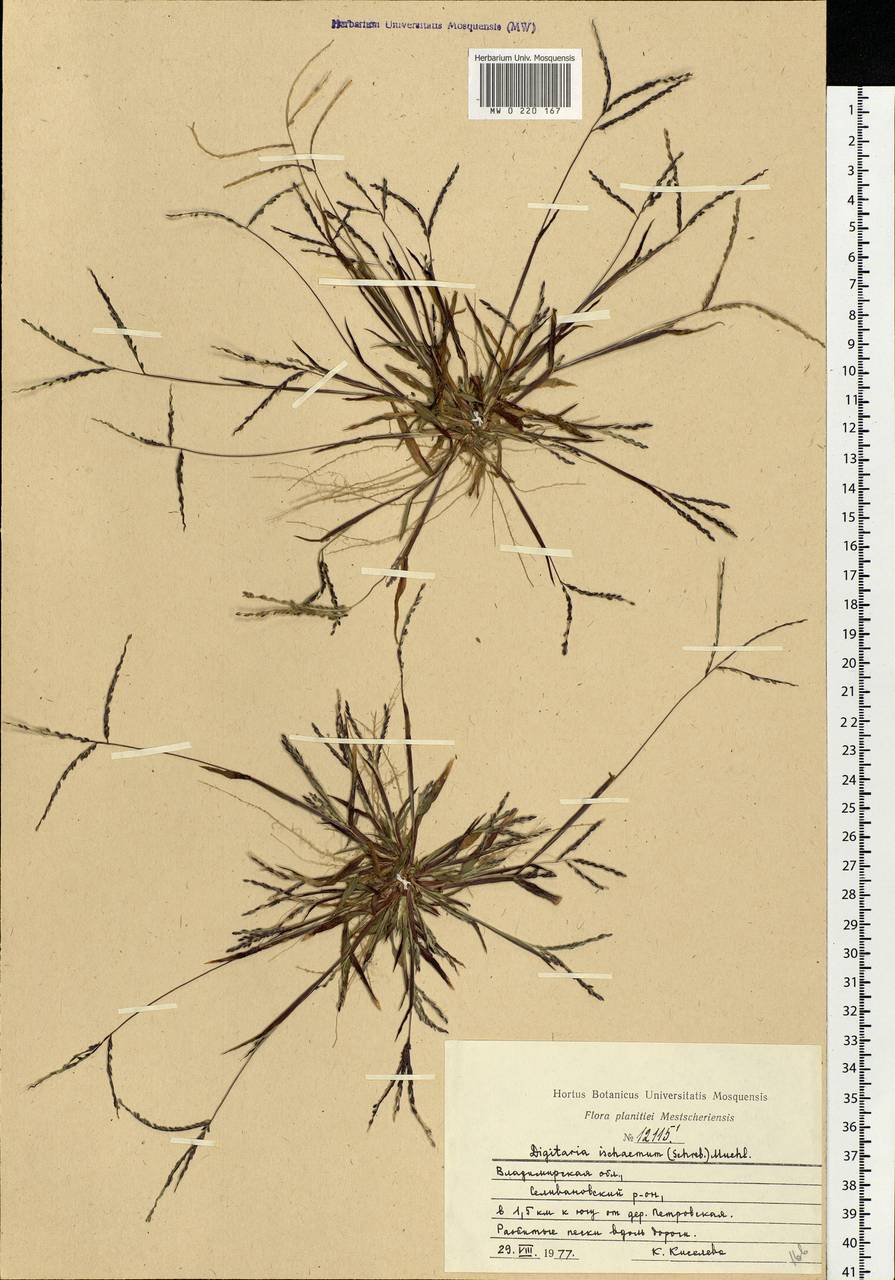 Digitaria ischaemum (Schreb.) Muhl., Eastern Europe, Central region (E4) (Russia)