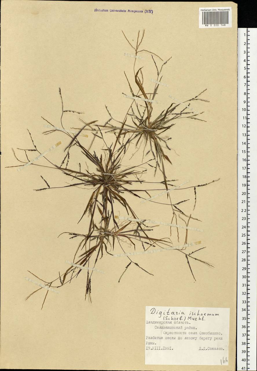 Digitaria ischaemum (Schreb.) Muhl., Eastern Europe, Central region (E4) (Russia)