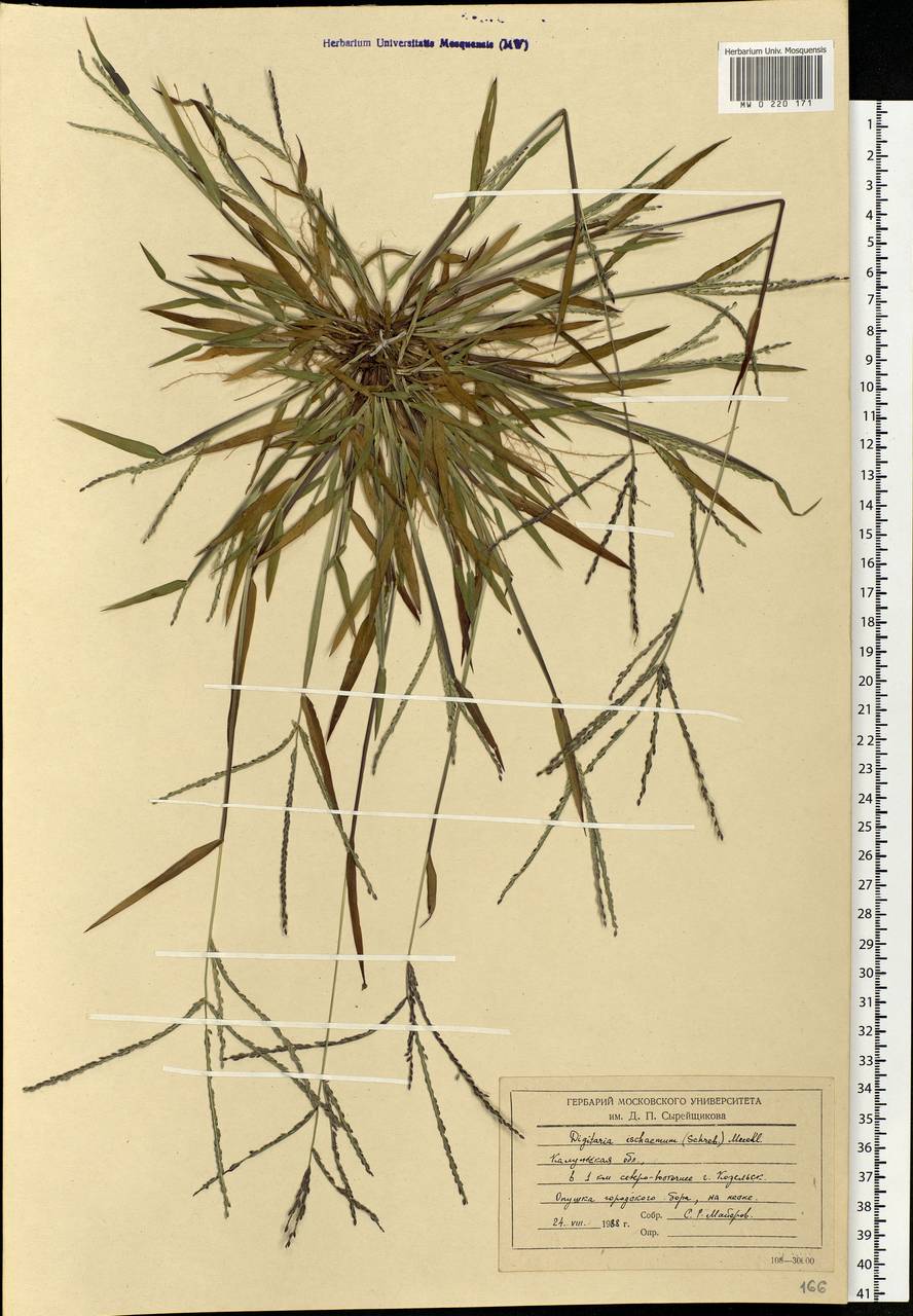 Digitaria ischaemum (Schreb.) Muhl., Eastern Europe, Central region (E4) (Russia)