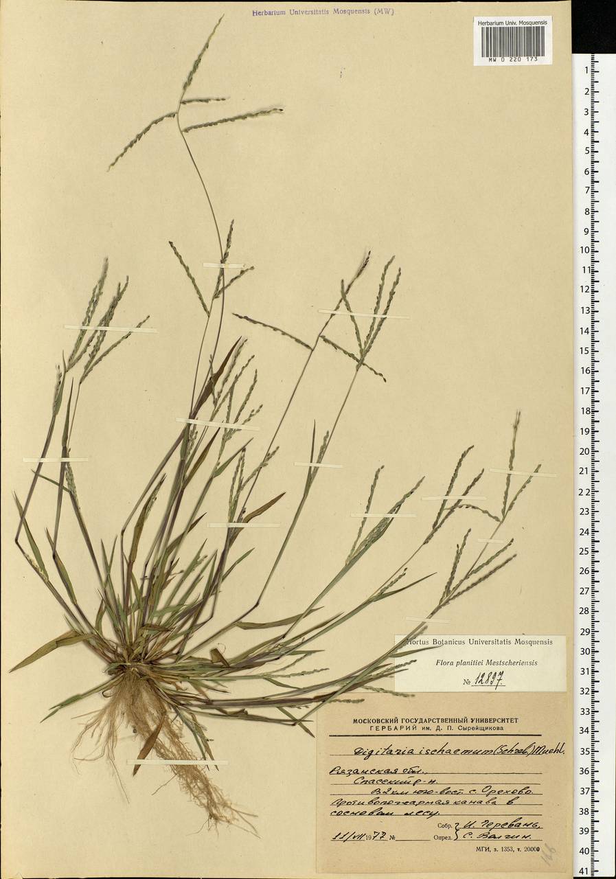 Digitaria ischaemum (Schreb.) Muhl., Eastern Europe, Central region (E4) (Russia)