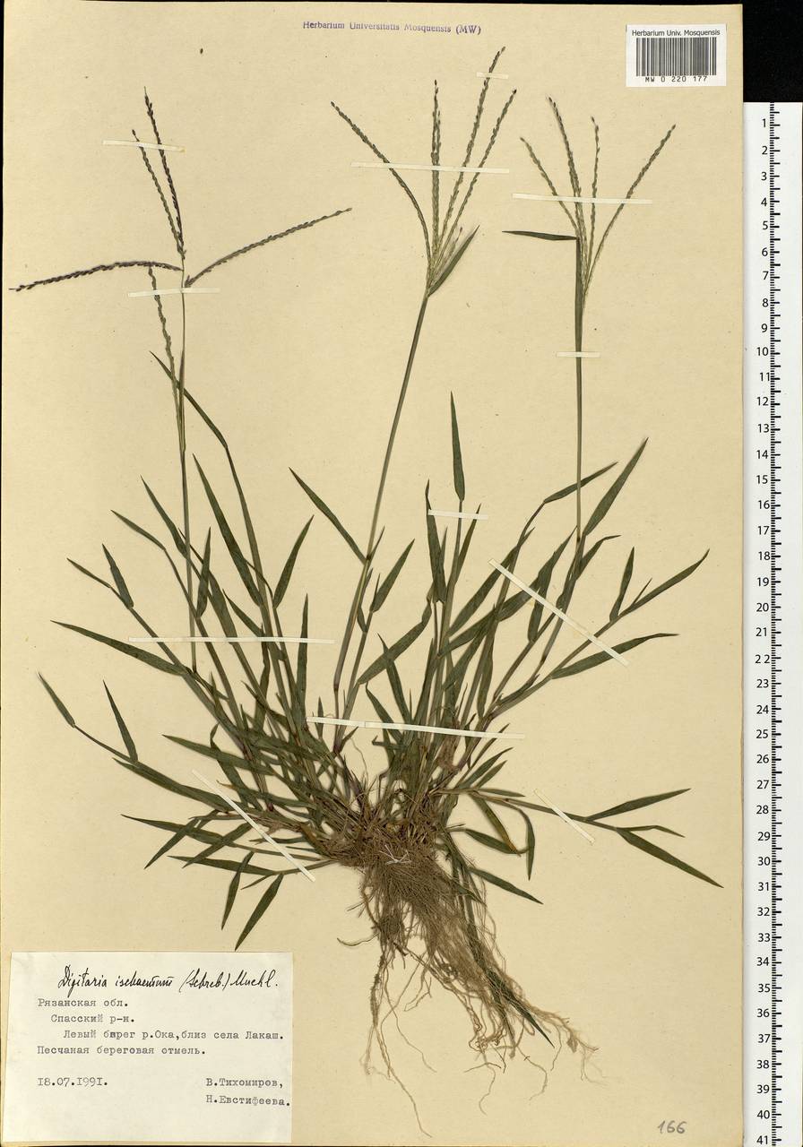 Digitaria ischaemum (Schreb.) Muhl., Eastern Europe, Central region (E4) (Russia)