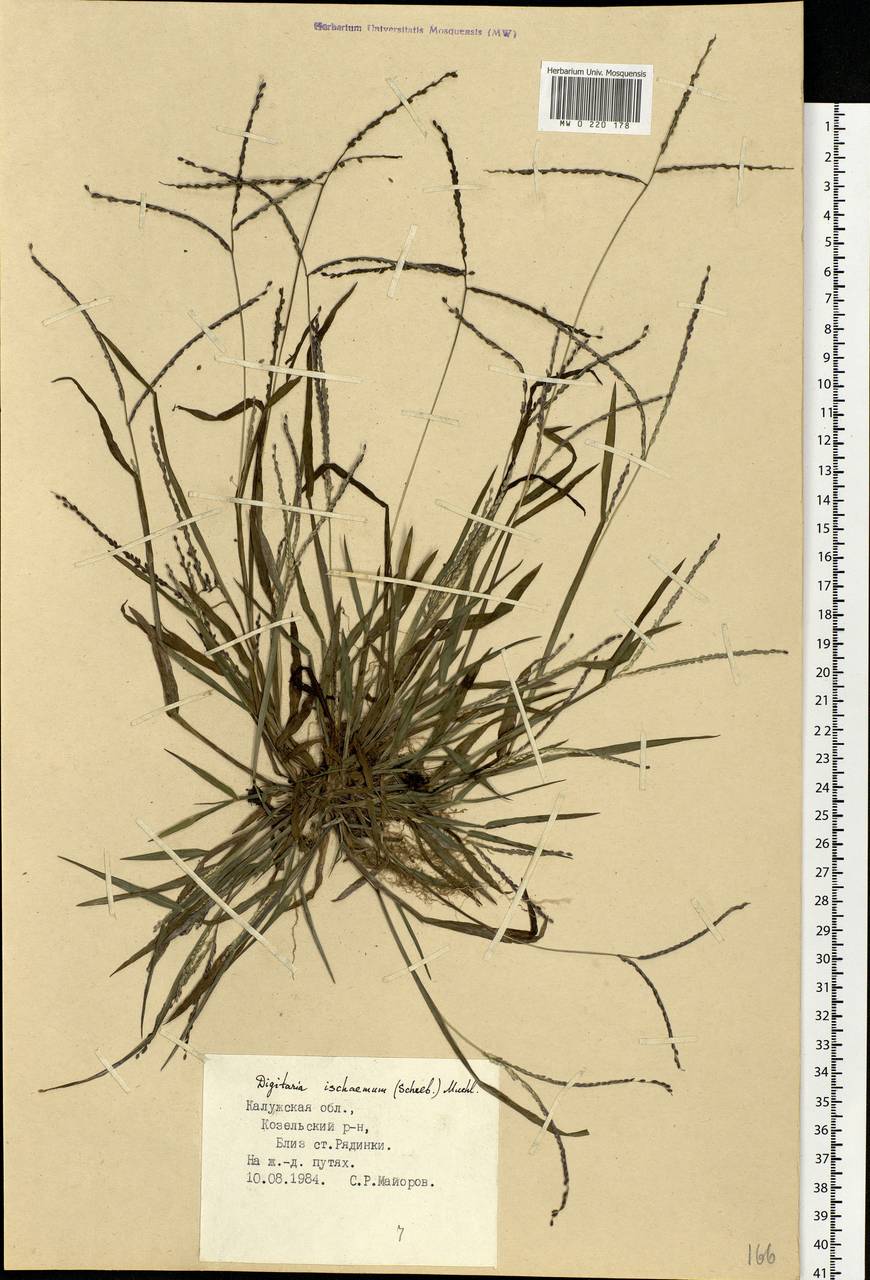 Digitaria ischaemum (Schreb.) Muhl., Eastern Europe, Central region (E4) (Russia)