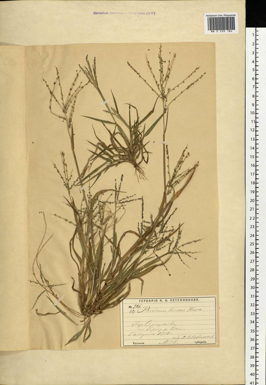 Digitaria ischaemum (Schreb.) Muhl., Eastern Europe, Moscow region (E4a) (Russia)