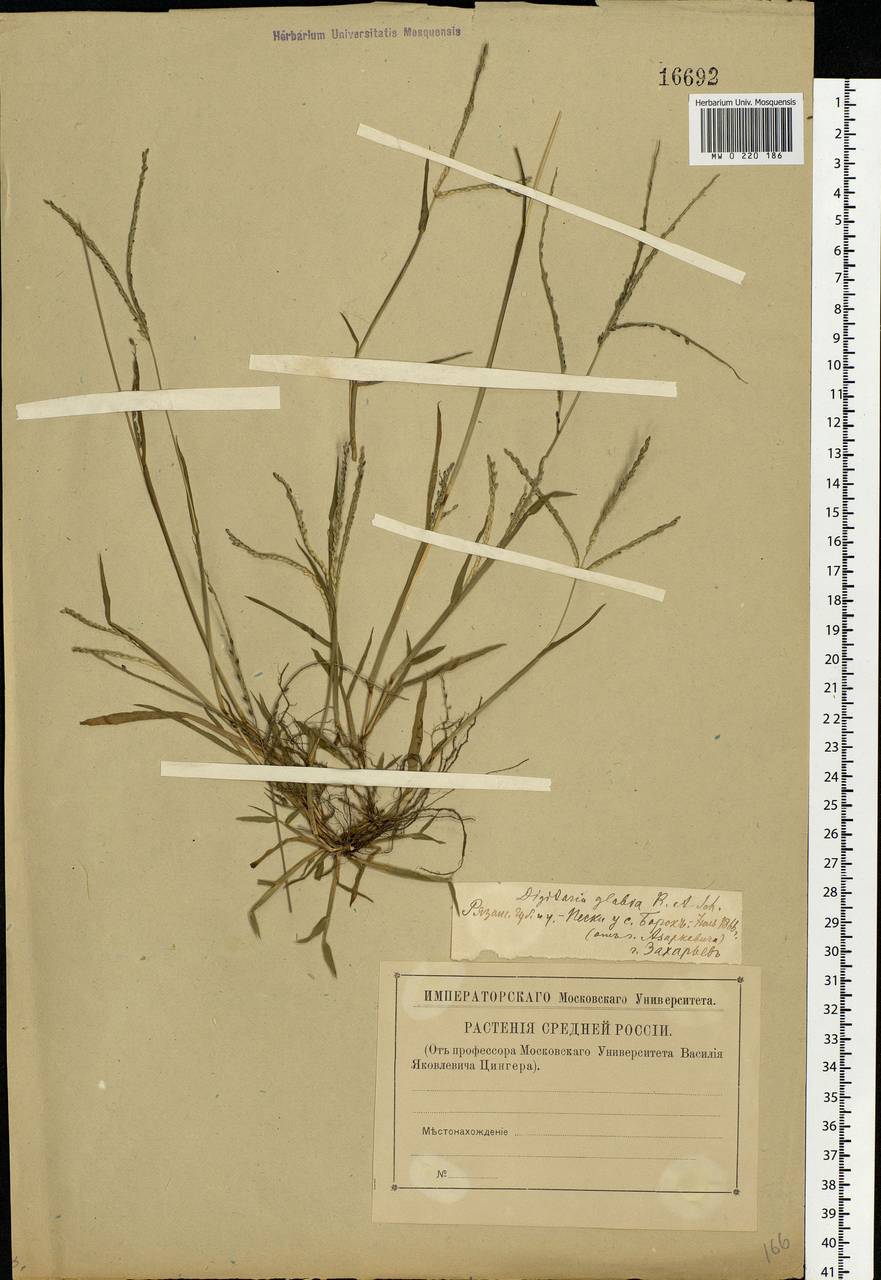 Digitaria ischaemum (Schreb.) Muhl., Eastern Europe, Central region (E4) (Russia)