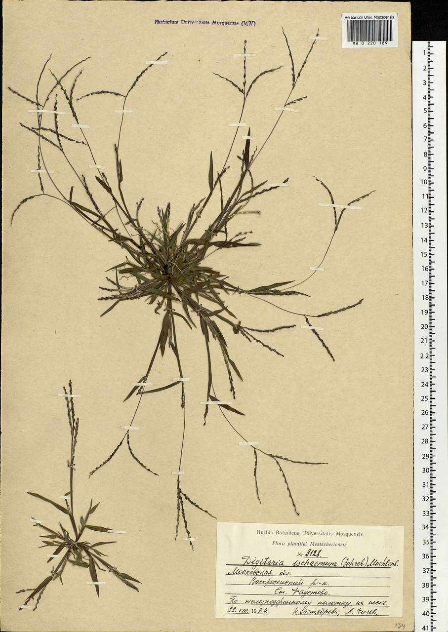 Digitaria ischaemum (Schreb.) Muhl., Eastern Europe, Moscow region (E4a) (Russia)