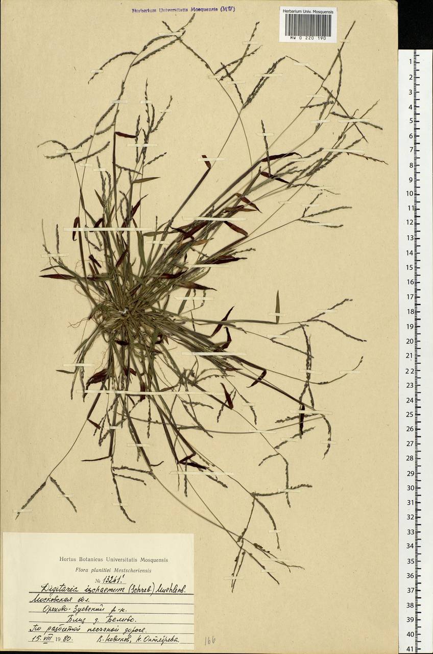 Digitaria ischaemum (Schreb.) Muhl., Eastern Europe, Moscow region (E4a) (Russia)