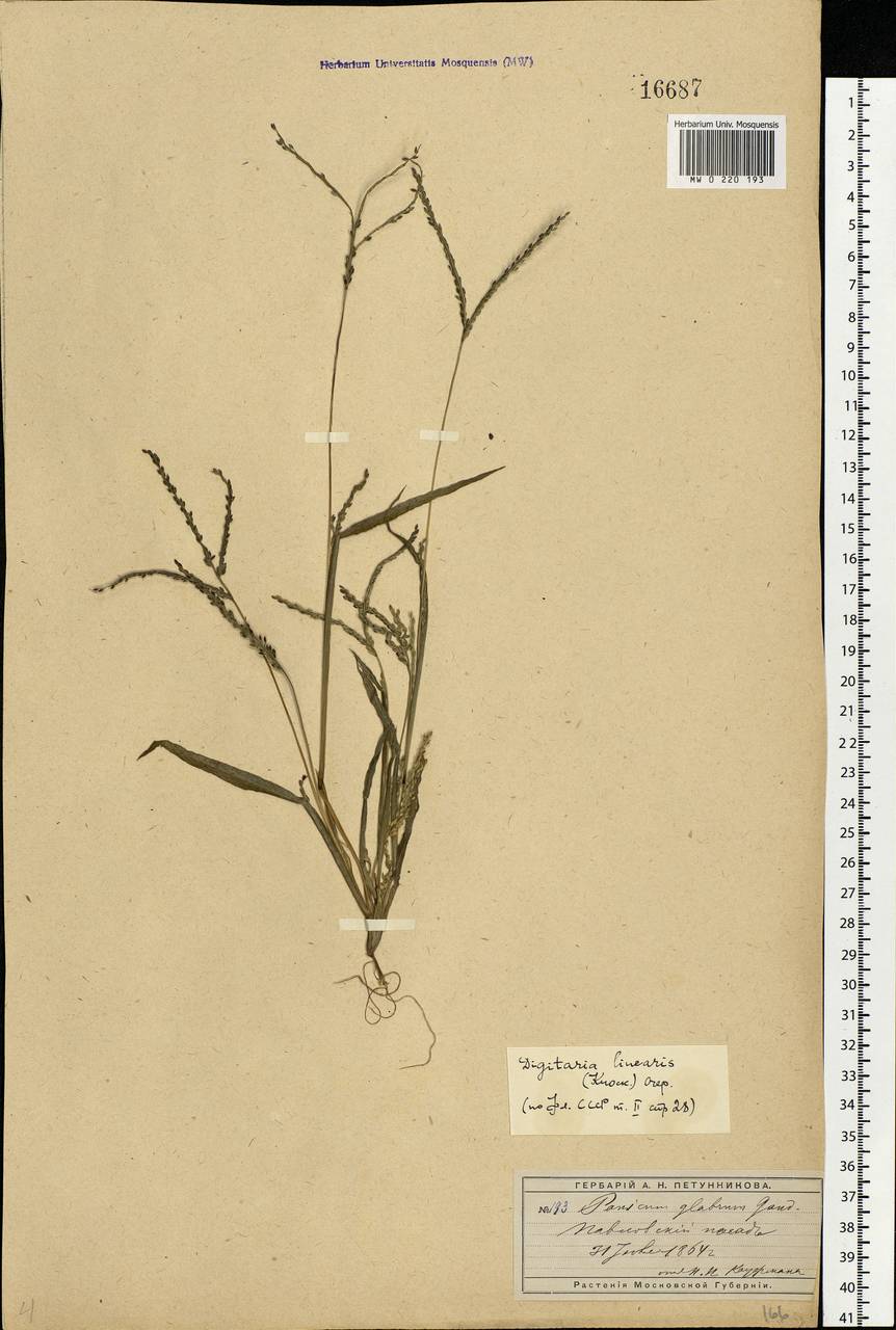 Digitaria ischaemum (Schreb.) Muhl., Eastern Europe, Moscow region (E4a) (Russia)