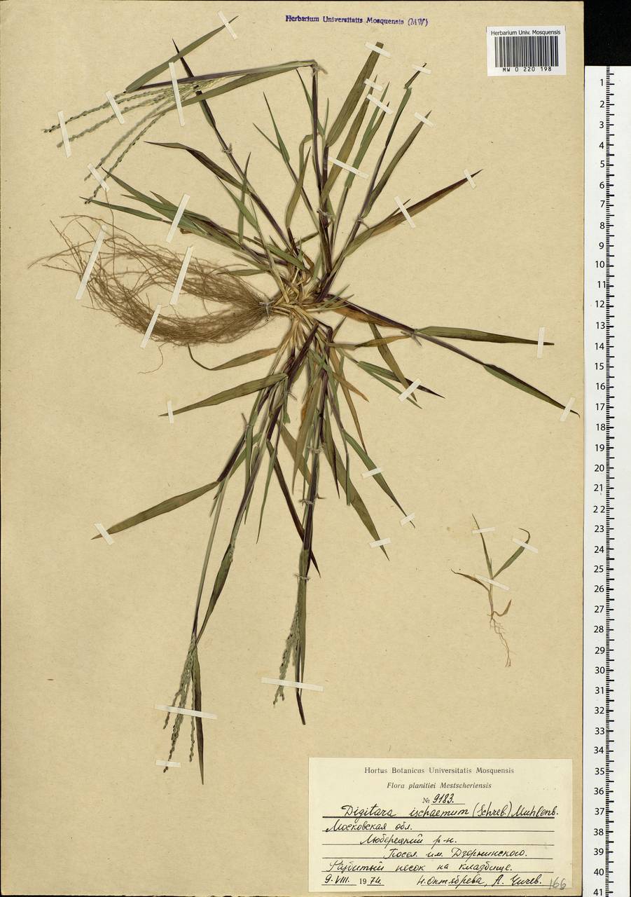 Digitaria ischaemum (Schreb.) Muhl., Eastern Europe, Moscow region (E4a) (Russia)