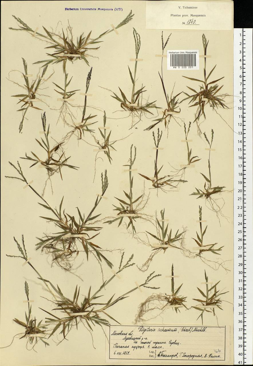 Digitaria ischaemum (Schreb.) Muhl., Eastern Europe, Moscow region (E4a) (Russia)