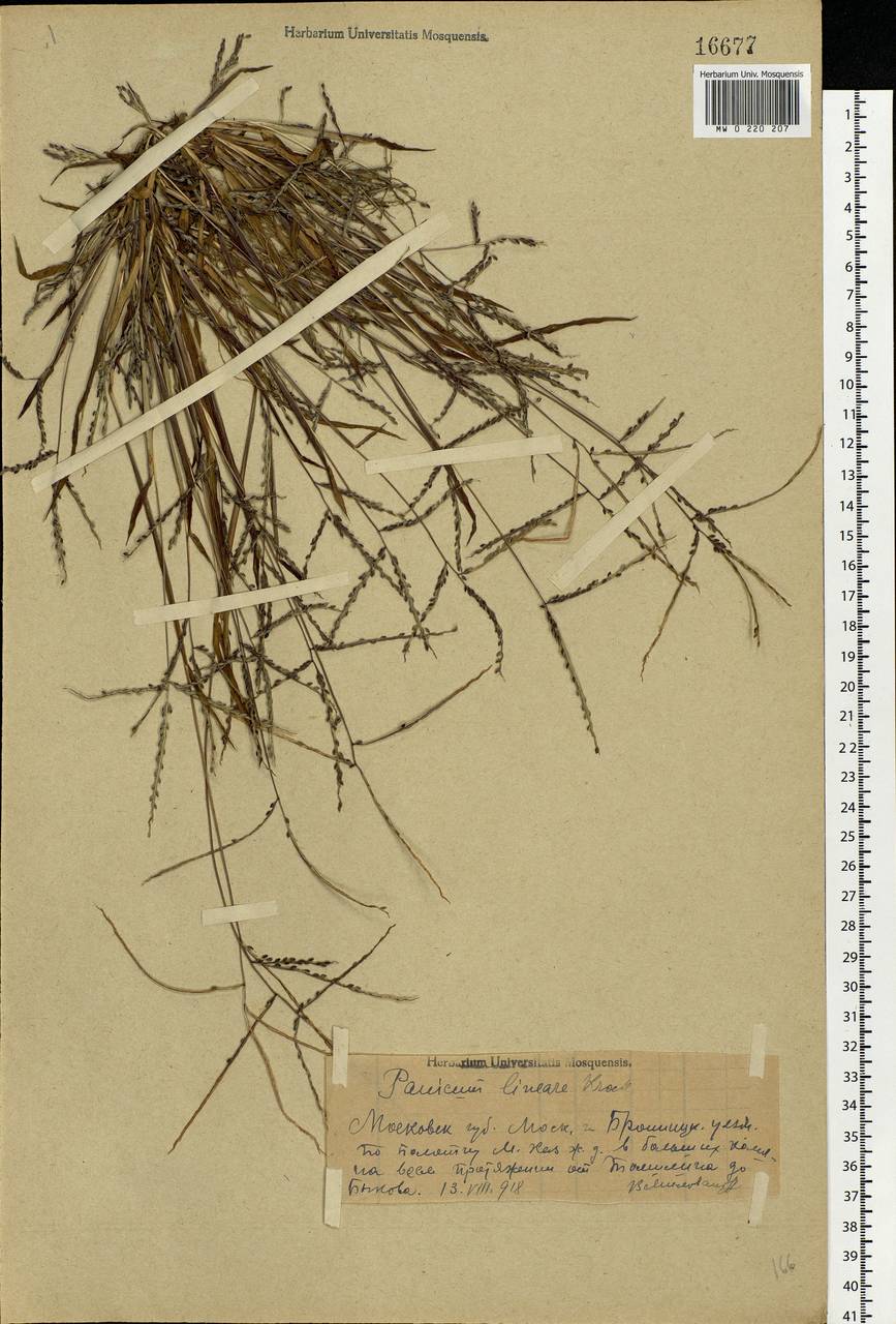 Digitaria ischaemum (Schreb.) Muhl., Eastern Europe, Moscow region (E4a) (Russia)