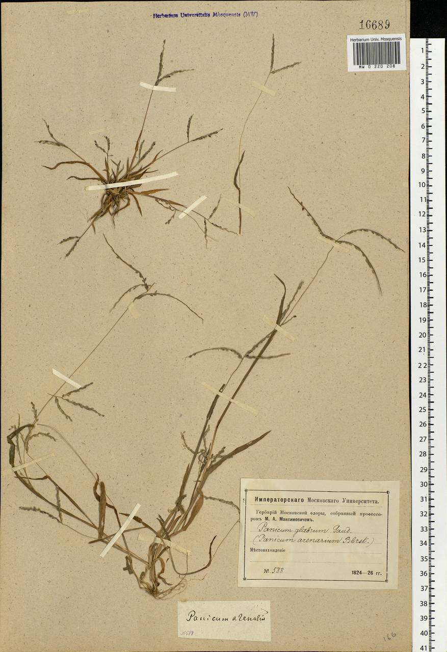 Digitaria ischaemum (Schreb.) Muhl., Eastern Europe, Moscow region (E4a) (Russia)