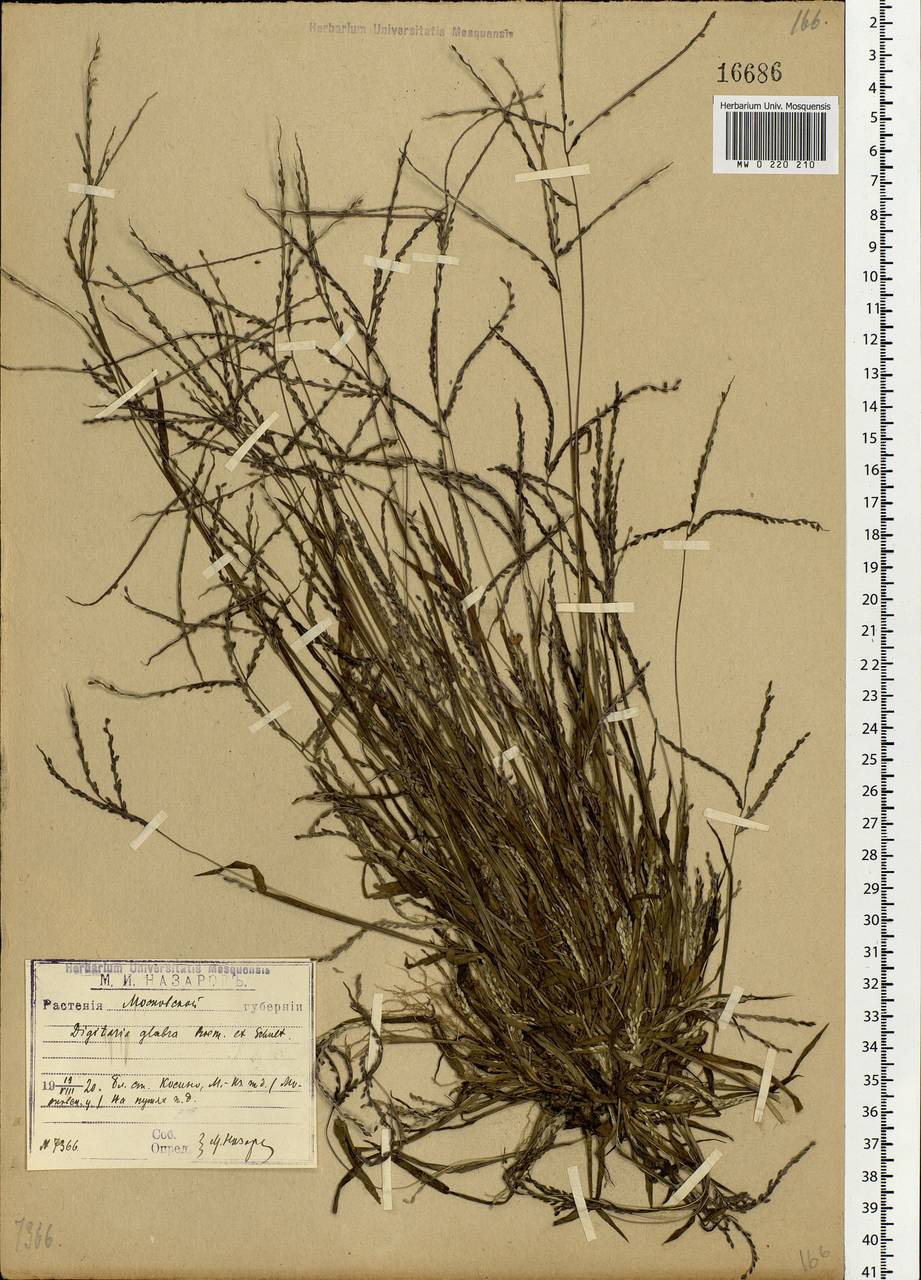 Digitaria ischaemum (Schreb.) Muhl., Eastern Europe, Moscow region (E4a) (Russia)