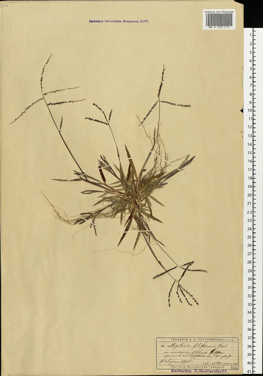Digitaria ischaemum (Schreb.) Muhl., Eastern Europe, Moscow region (E4a) (Russia)