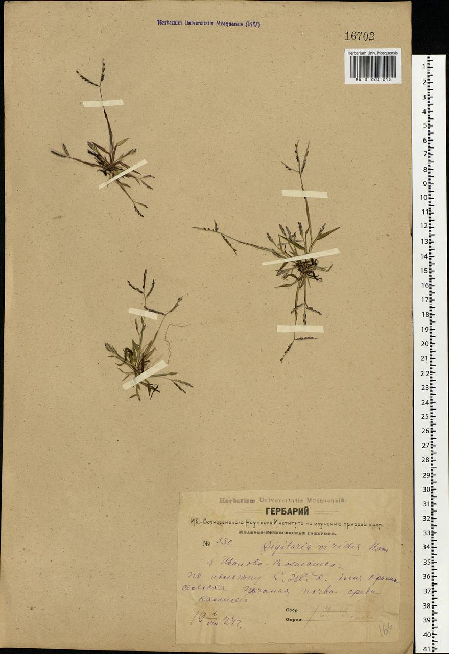 Digitaria ischaemum (Schreb.) Muhl., Eastern Europe, Central forest region (E5) (Russia)