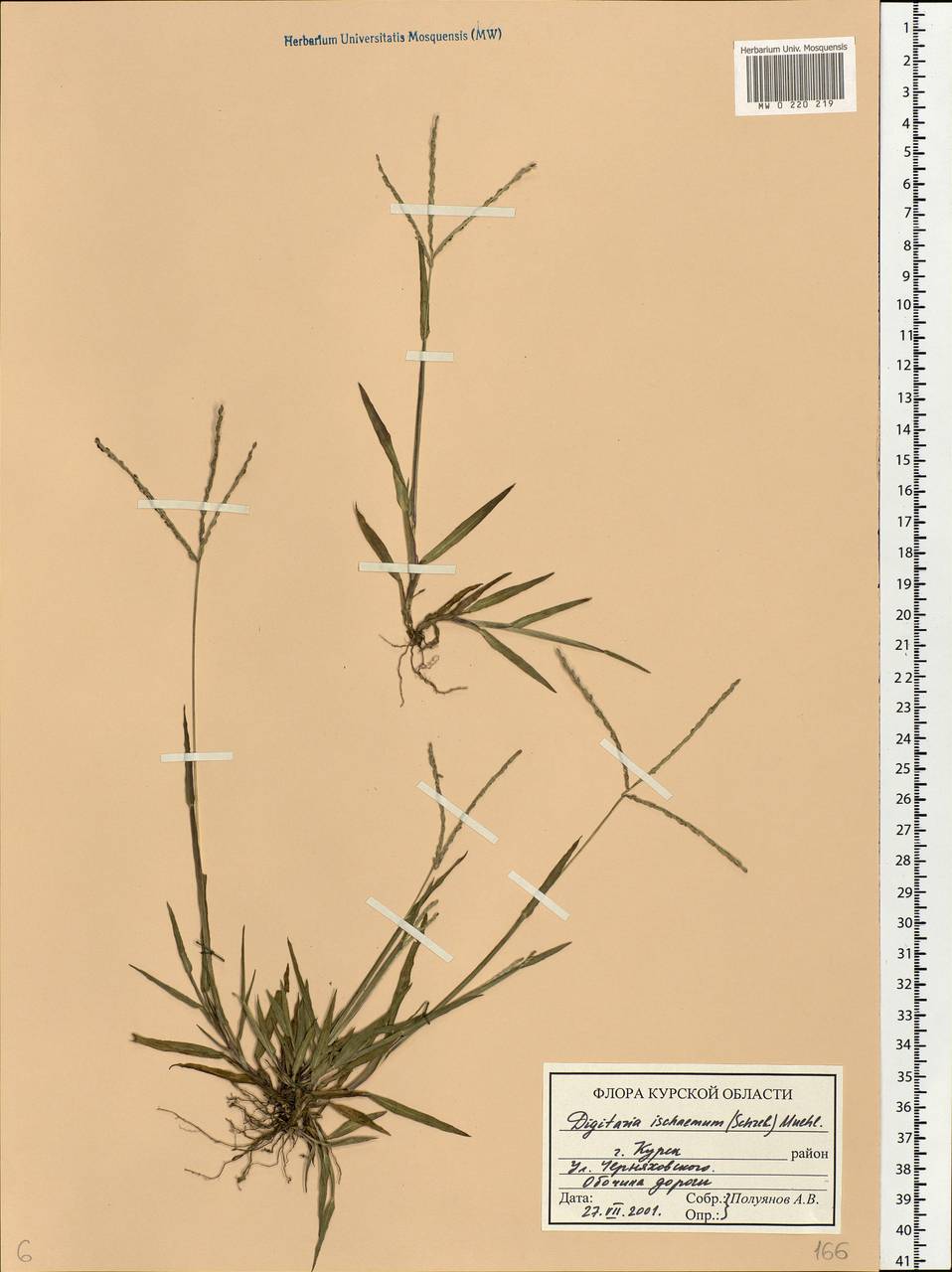 Digitaria ischaemum (Schreb.) Muhl., Eastern Europe, Central forest-and-steppe region (E6) (Russia)