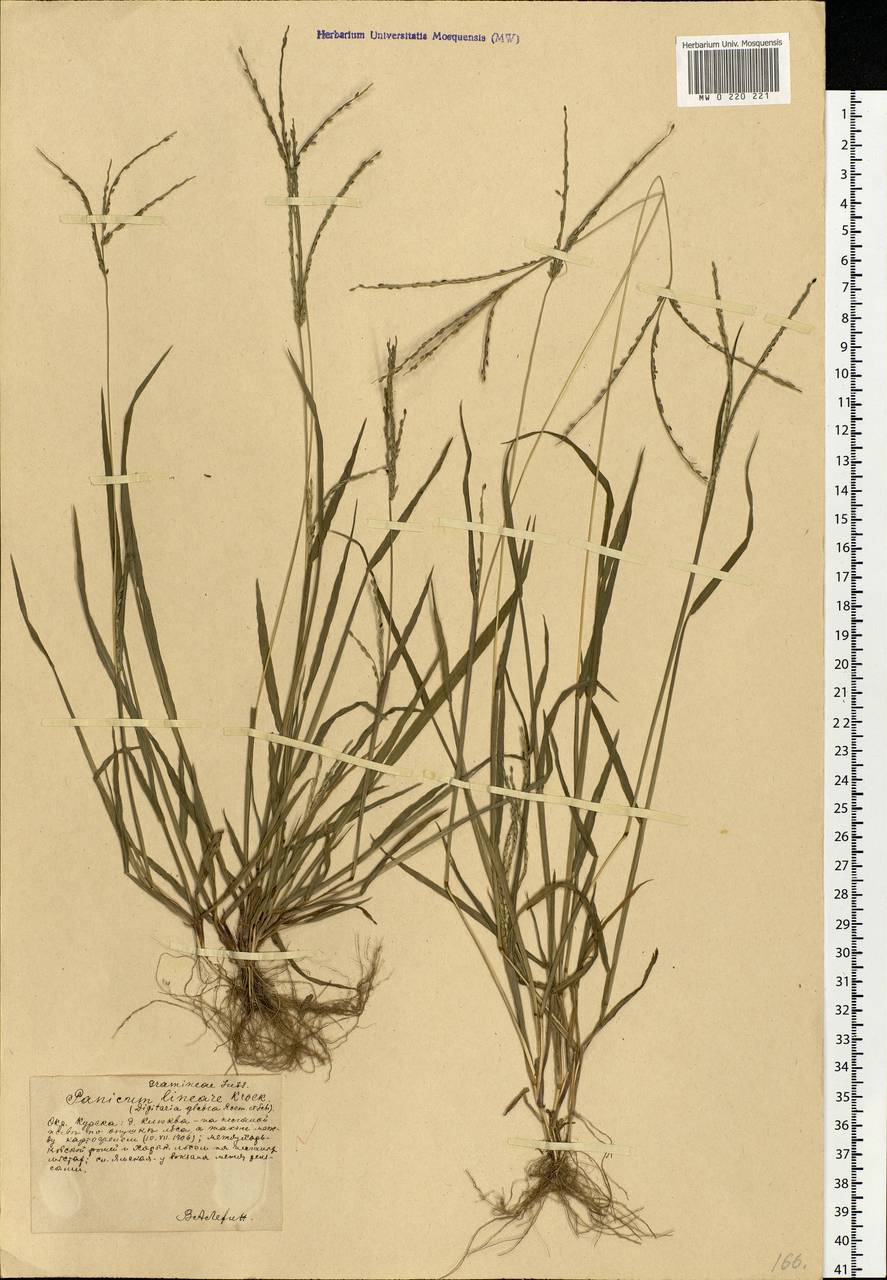 Digitaria ischaemum (Schreb.) Muhl., Eastern Europe, Central forest-and-steppe region (E6) (Russia)