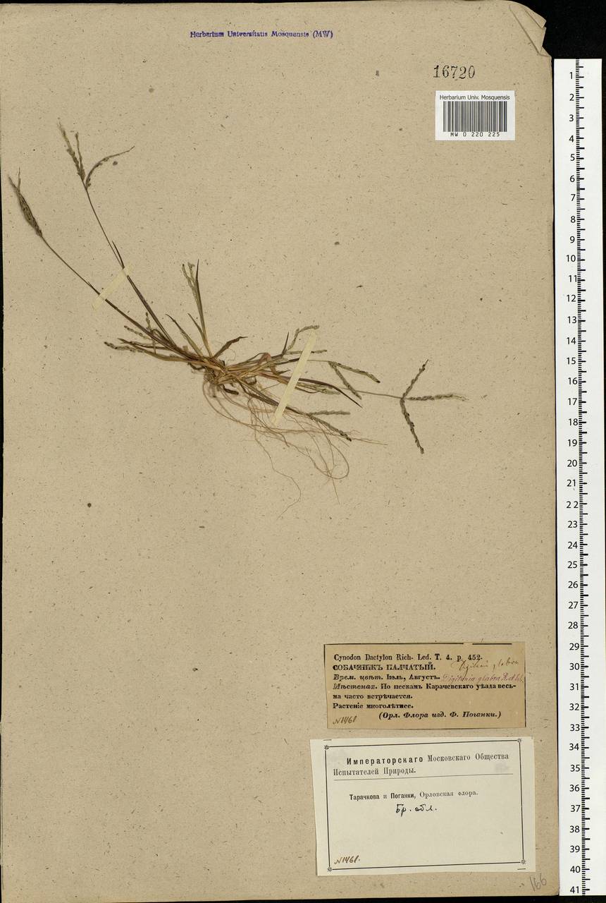 Digitaria ischaemum (Schreb.) Muhl., Eastern Europe, Western region (E3) (Russia)