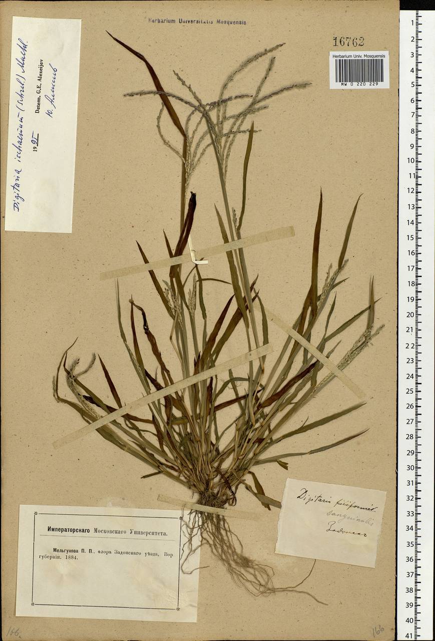 Digitaria ischaemum (Schreb.) Muhl., Eastern Europe, Central forest-and-steppe region (E6) (Russia)