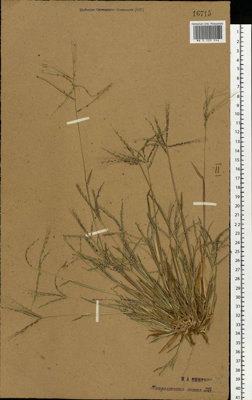 Digitaria ischaemum (Schreb.) Muhl., Eastern Europe, Central forest-and-steppe region (E6) (Russia)