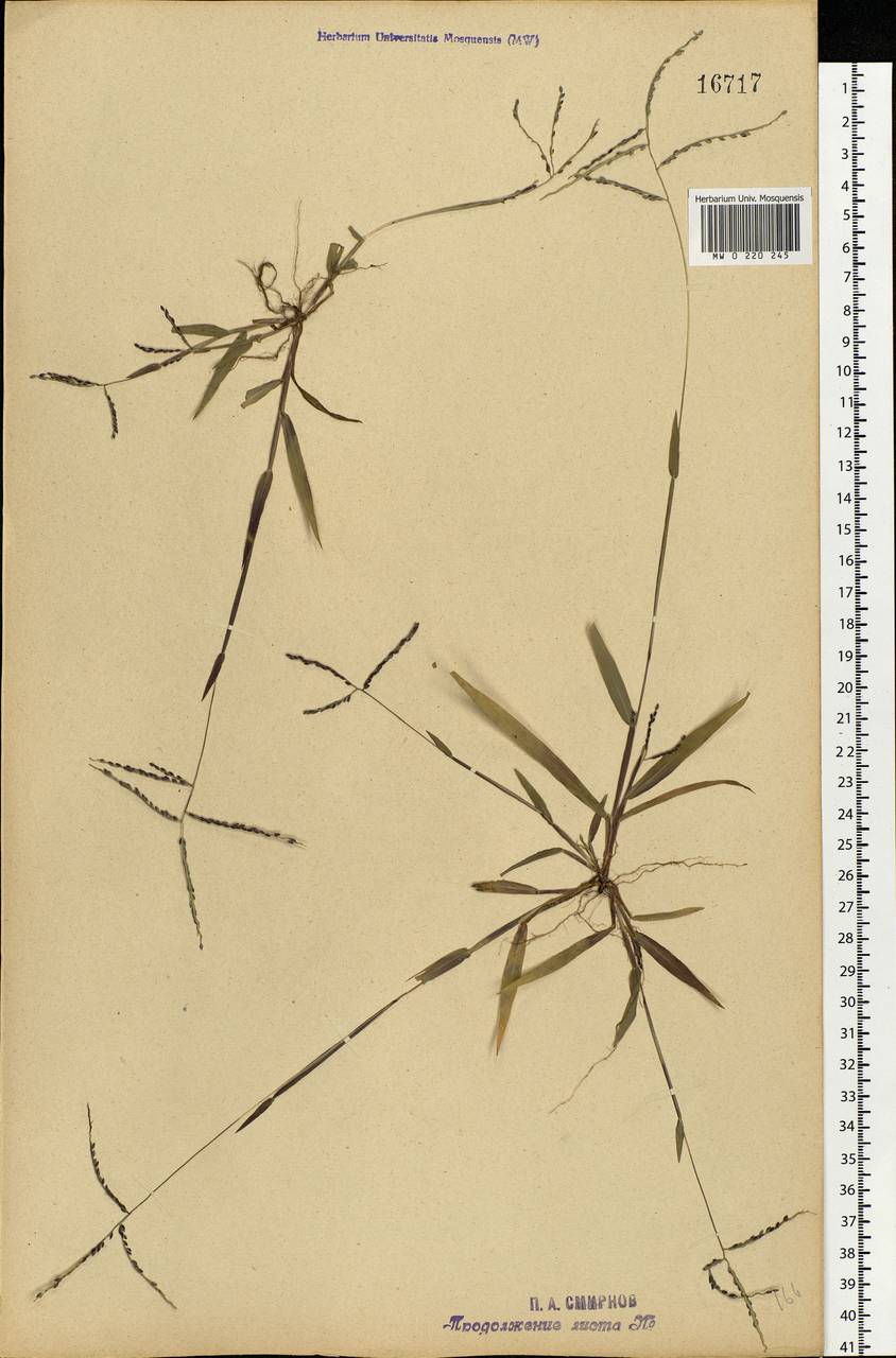 Digitaria ischaemum (Schreb.) Muhl., Eastern Europe, Central forest-and-steppe region (E6) (Russia)